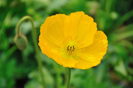 Poppyの写真素材