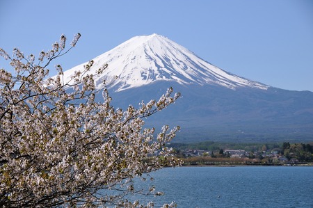 Fuji and cherry blossomの写真素材