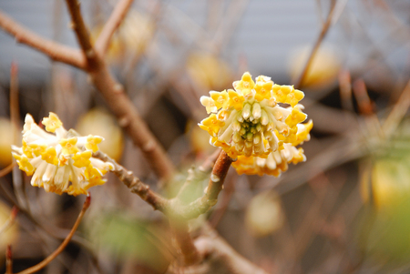 Oriental paperbushの写真素材