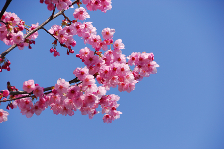 Cherryの写真素材