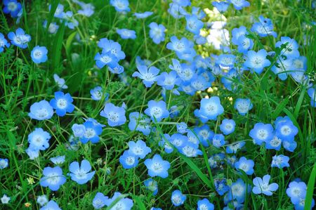 Spring flowersの写真素材