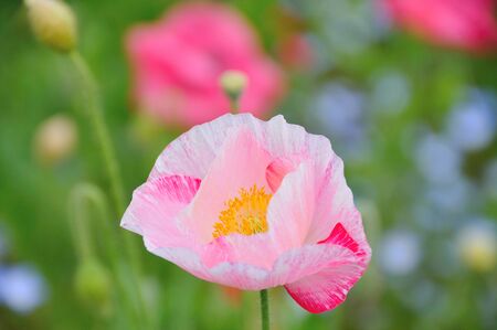 Poppyの写真素材