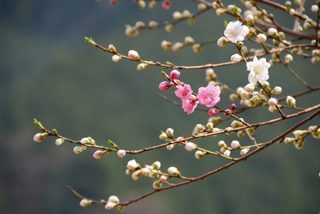 Cherryの写真素材
