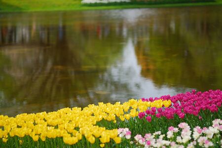 Tulipの写真素材