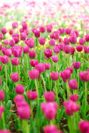 Tulipの写真素材