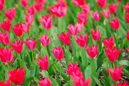 Tulipの写真素材