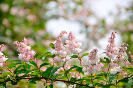 Spring flowers close up の写真素材