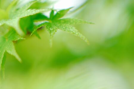 Maplesの写真素材