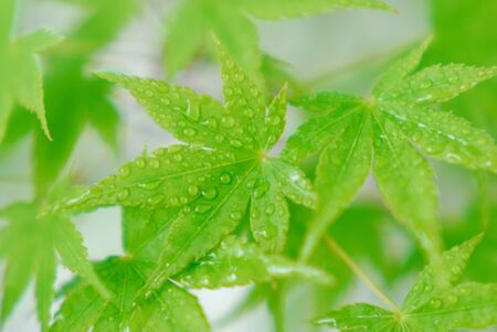 Maplesの写真素材