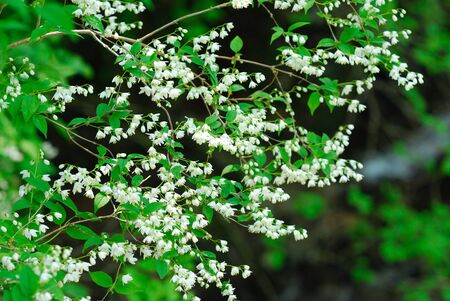 Spring flowers