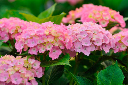 Hydrangea