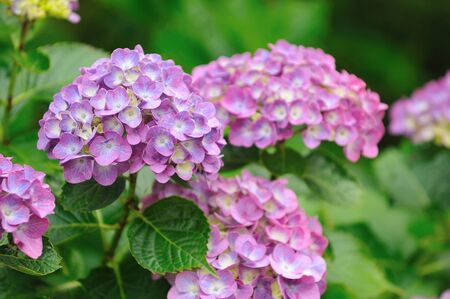Hydrangeaの写真素材