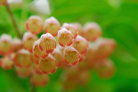 Azaleaの写真素材