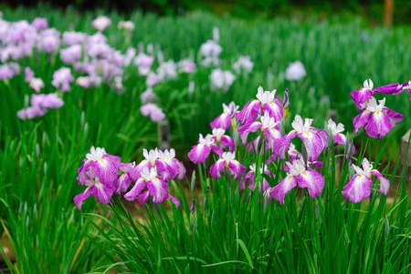 IRISの写真素材