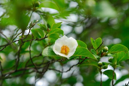 Summer flowersの写真素材