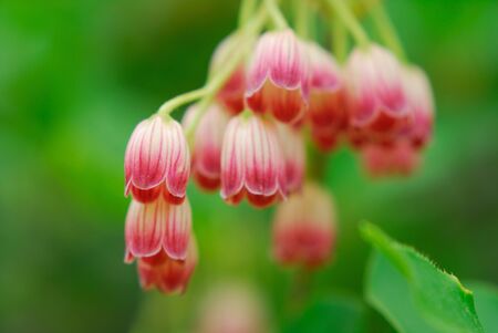 Azaleaの写真素材