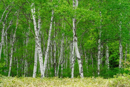 White Birchの写真素材