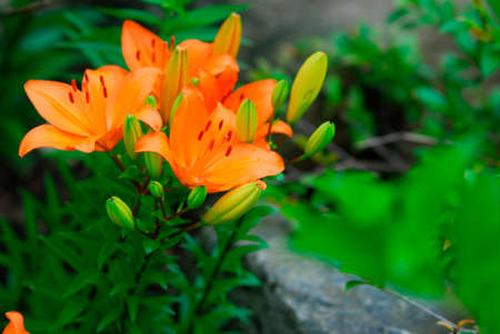 Summer flowersの写真素材