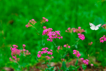 Early summer flowersの写真素材