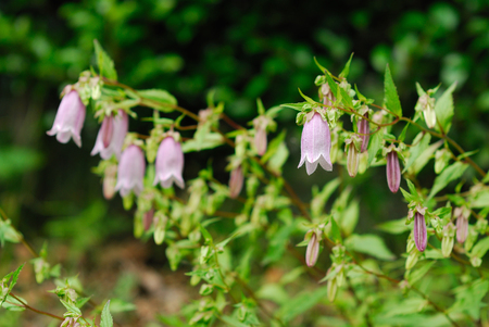 Summer flowersの写真素材