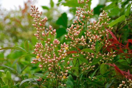 Summer flowersの写真素材