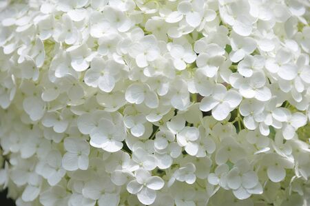 Hydrangea