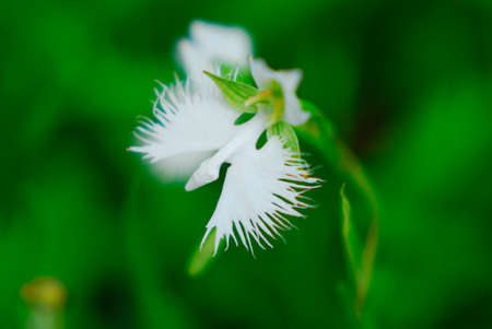 Habenaria radiataの写真素材