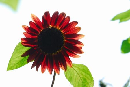 Sunflowerの写真素材