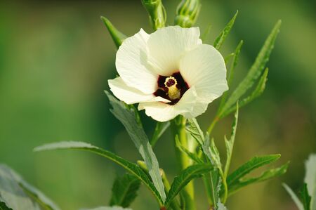 Ocala flowersの写真素材