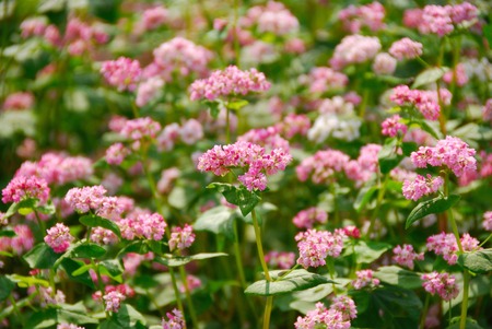 Flowers of Red Sobaの写真素材