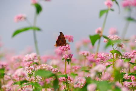 Akasoba flowers and butterflyの写真素材