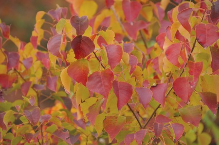 Chinese tallow leavesの写真素材