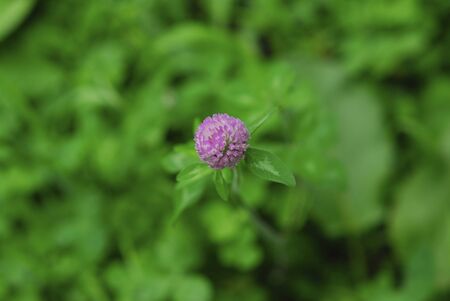 Summer flowersの写真素材