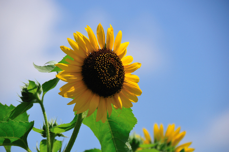 Sunflowerの写真素材