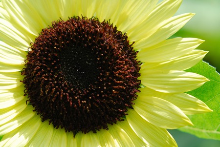 Sunflowerの写真素材