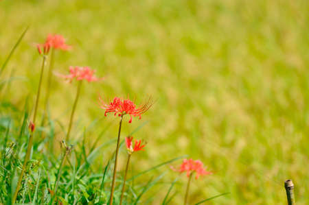 Amaryllisの写真素材