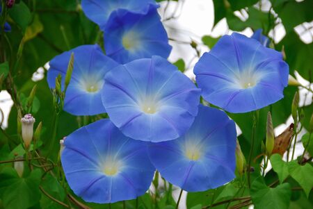 Morning glory