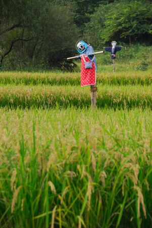 The scarecrowの写真素材