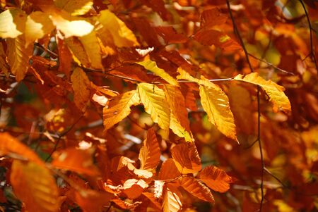 Autumn leaves