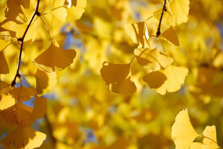 Ginkgo biloba