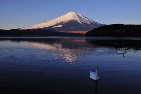 Fuji and the swanの写真素材