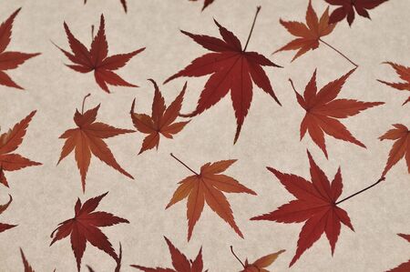 Maples