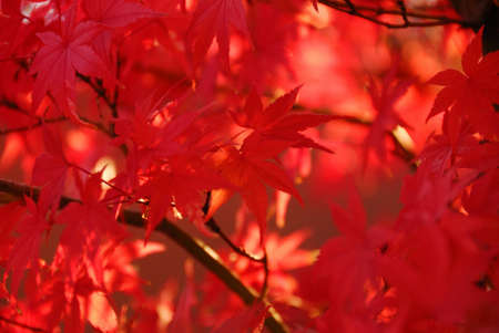 Autumn leavesの写真素材
