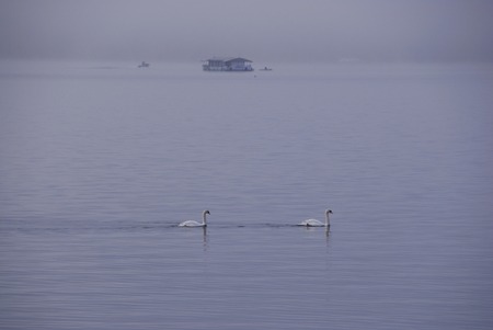 Lake and swan
