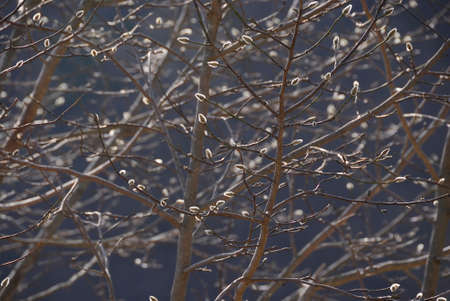 Flower buds of fist