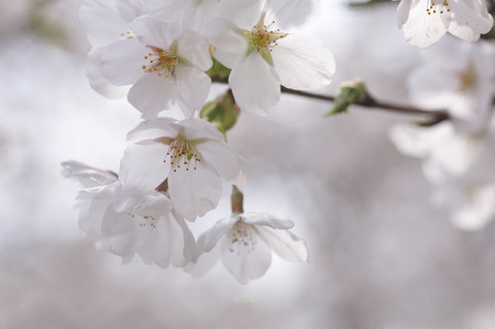 Cherryの写真素材