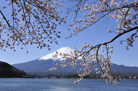 Fuji and cherry blossomの写真素材