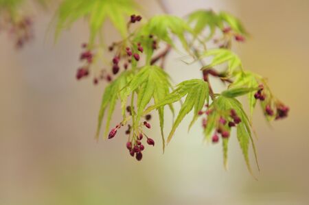 Flower buds of maple