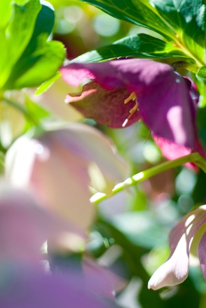 Christmas roseの写真素材