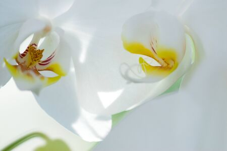 Phalaenopsis Orchidの写真素材